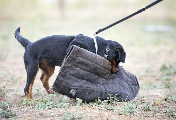 What are the safety benefits of having an automatic braking system in your commercial vehicle?